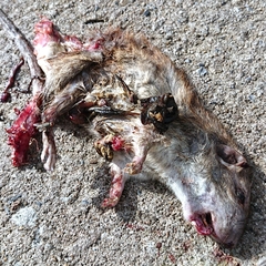 Rattus norvegicus