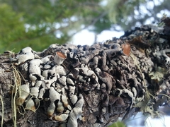 Hypogymnia enteromorpha