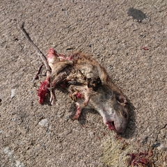 Rattus norvegicus