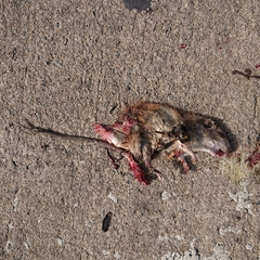 Rattus norvegicus
