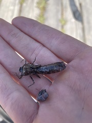 Rhionaeschna californica