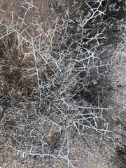 Sarcomphalus obtusifolius canescens