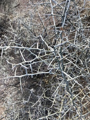 Sarcomphalus obtusifolius canescens