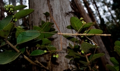 Heteronemia