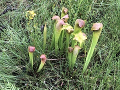 Sarracenia minor minor