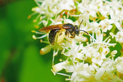 Andrena integra