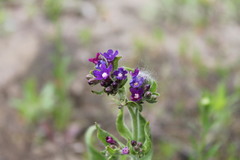 Anchusa gmelinii
