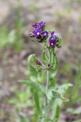 Anchusa gmelinii