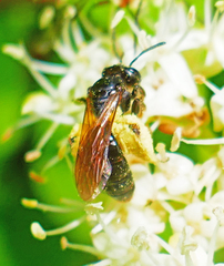 Andrena integra