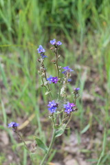 Anchusa gmelinii