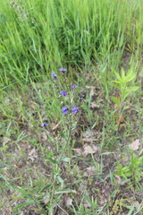 Anchusa gmelinii