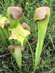 Sarracenia minor minor