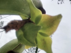 Sarracenia minor minor