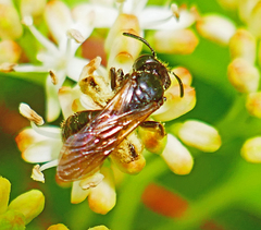 Andrena integra
