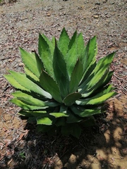 Agave maximiliana