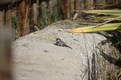 Passer domesticus