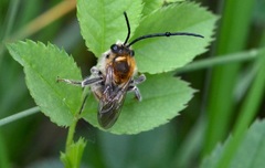 Eucera