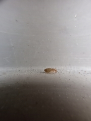 Insecta