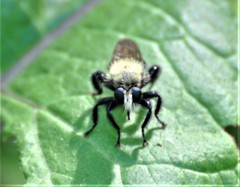 Laphria flavicollis