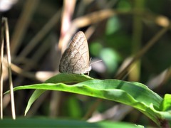Hermeuptychia atalanta
