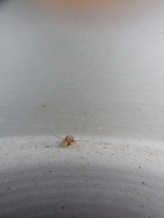 Insecta