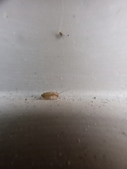 Insecta