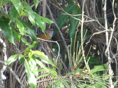 Stipiturus malachurus