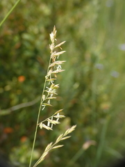 Festuca marginata