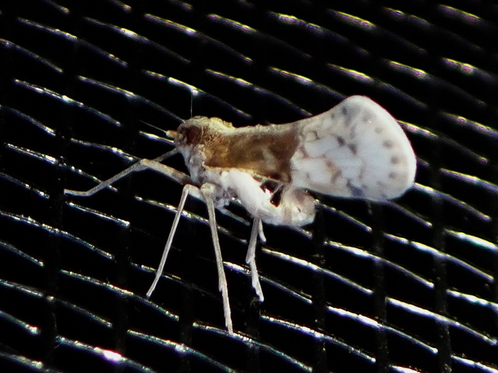 Noabennarella costaricensis