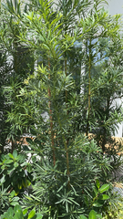 Podocarpus macrophyllus