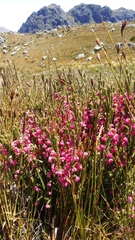 Erica tegulifolia