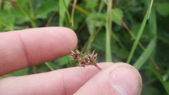 Luzula campestris campestris