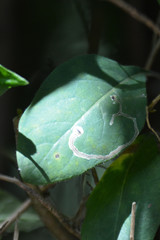 Phytomyza lonicerae