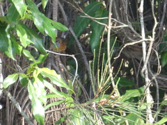 Stipiturus malachurus