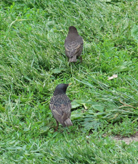 Sturnus vulgaris