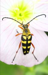 Typocerus acuticauda