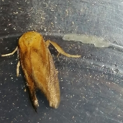 Euprosterna sapucaya