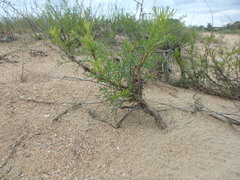 Artemisia arenaria