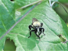 Laphria flavicollis
