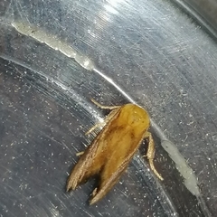 Euprosterna sapucaya