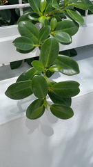 Ficus microcarpa