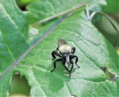 Laphria flavicollis