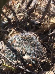 Mammillaria chionocephala