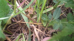 Luzula campestris campestris
