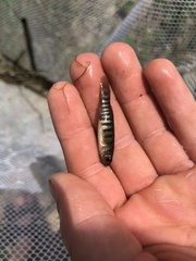 Fundulus luciae