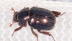 Germarostes globosus