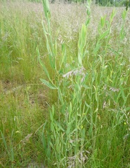Chondrilla latifolia