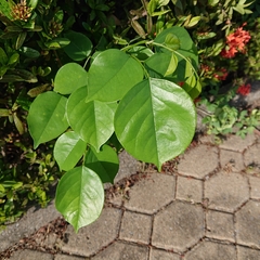 Pterocarpus indicus