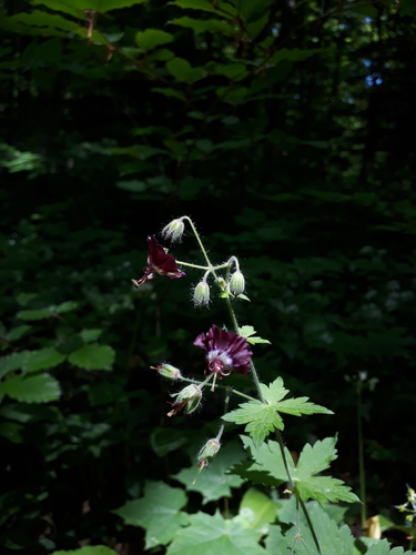 Black widow (Geranium phaeum)