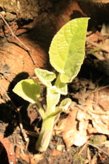 Aristolochia tomentosa